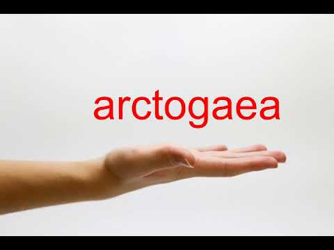 How to Pronounce arctogaea - American English How to Pronounce arctogaea - American English #1