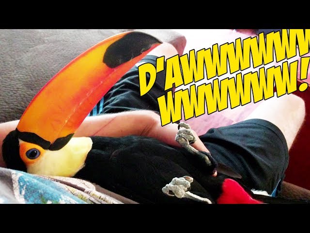 Pet Toucan Loves To Cuddle - Video