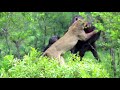 Killing Of A Buffalo By Lions images Killing Of A Buffalo By Lions