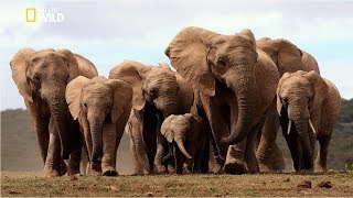 Life Of Elephants National Geographic Doentary Hd 2017