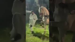 Gowda Or Elsa Dance Horse Dance Video For You Trending Music