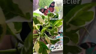 Types Of Pothos In My Plant Collection
