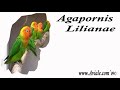 agapornis
