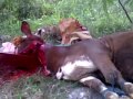 Potong Sapi Idhul Adha By Wastex images Potong Sapi Idhul Adha By Wastex