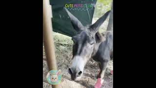 Monte The Singing Donkey Does A Breakfast Remix