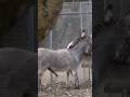 Donkey Mating video#shorts