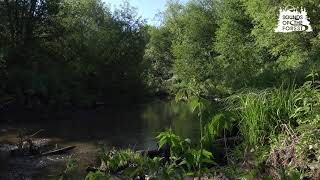 Пение Лесных Птиц И Текущая Вода , Звуки Природы Хорошо Снимают Стресс