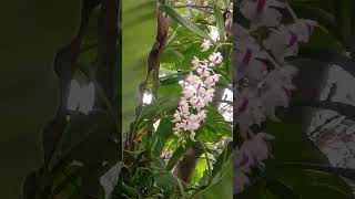 The Best Flower Of Monkayo