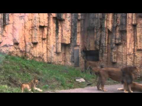 ライオンバス＠多摩動物園　Lions in Tama Zoo