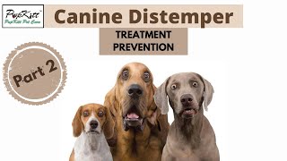 Canine Distemper in Dogs: Diagnosis, Treatment & Prevention (Part 2) | @Pupkitt Pet Care