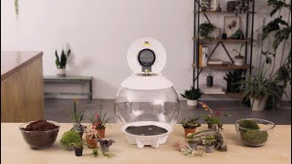 Air 30 Terrarium How-To Tropical Plant Set-Up