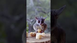Are Bush Babies Good Pets?