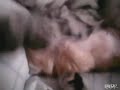 Cat Hugs Baby Kitten Having Nightmare