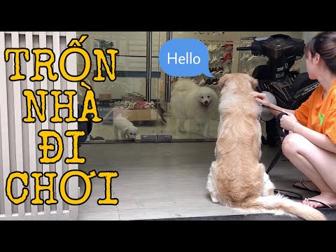 Chú chó Golden đi lạc vì ham chơi và cái kết...