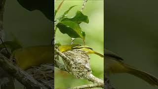 Singing Birds & Cute Little Yellow Common Iora