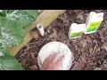 pest control