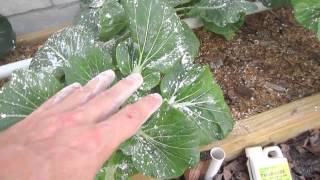 Organic Pest Control for Vegetable Gardens
