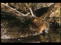Hinterland Who's Who - Beaver