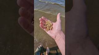 Kilo of gold on the beach in a day!