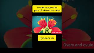 Female Reproductive Parts Of Flower Ovary Ovules