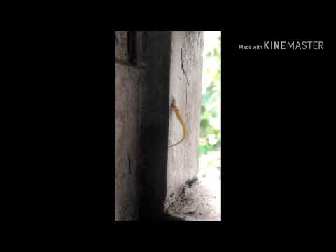 টিকটিকীর লেজ টা কী ঙাবে কেটে গেলো দেখুন !!!! আপনারা দেখছেন D technology & channel