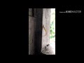 টিকটিকীর লেজ টা কী ঙাবে কেটে গেলো দেখুন !!!! আপনারা দেখছেন D technology & channel