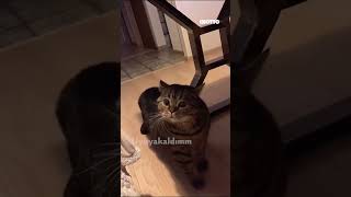 Uyuya Kaldim Kedi