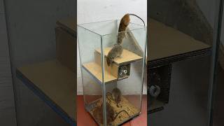 Best And Easy Homemade Mouse Trap Ideas To Make From Cardboard #Rat #Rattrap #Mousetrap