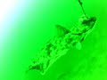 GoPro Halibut Fishing #1