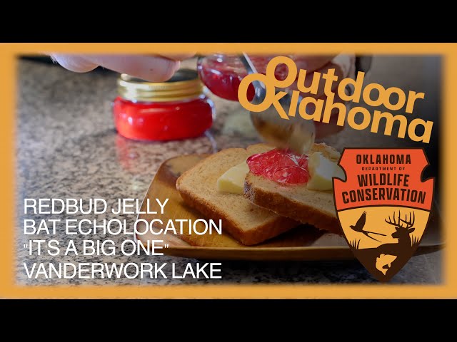 Watch Outdoor Oklahoma 4838 (Redbud Jelly, Bat Echolocation, "It's a Big One!") on YouTube.
