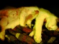 Kitten Wars - Newborn Kittens fighting over a Nipple