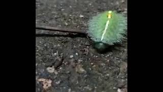 Wildlife Candid Camera - Caterpillar