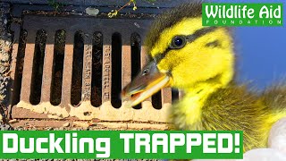 Tiny baby DUCKLING gets STUCK down a drain!