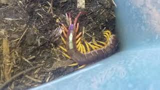 Scolopendra Dehaani Haltung