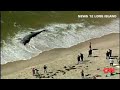 !! A 5000 POUND,26-FOOT-LONG SHARK WASHES ASHORE ON LONG ISLAND!!