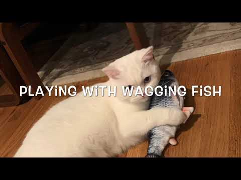 Playing with wagging fish 小猫和电动摇摆鱼