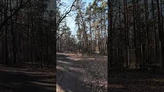 Saw Noise Walking Tour In Nature, Kersko Forestlife