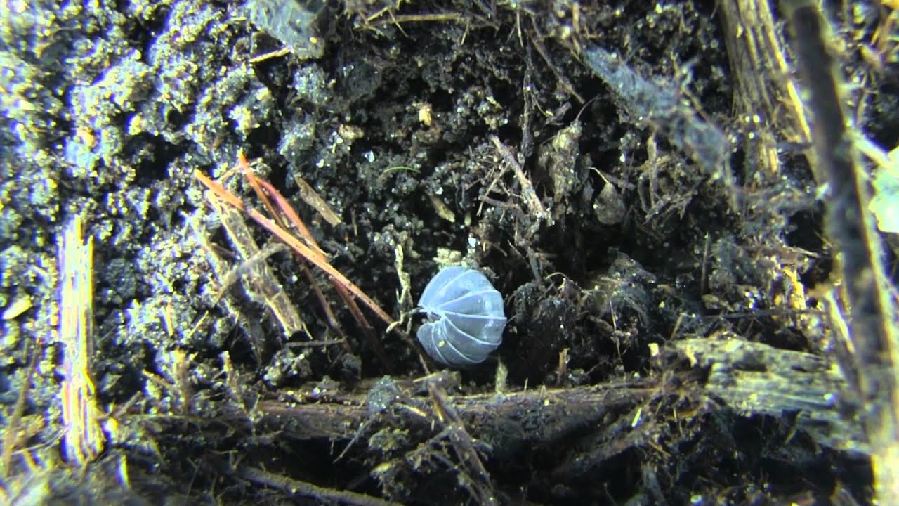 Identify Yourself, Cool Facts About Woodlice - YouTube