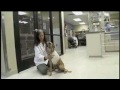Raw Video: Omaha Dog Adjusts To Life With 3 Legs