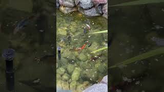 Feeding The Fish / Кормление Рыб