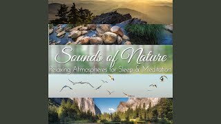 Pro Sound Effects Library Birds Chirping In A Serene Forest Pro Sound Effects Library Birds Chirping In A Serene Forest