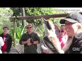 kookaburra