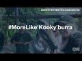 kookaburra