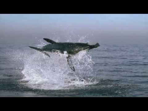 Great White Shark Attack - BBCs Planet Earth ®
