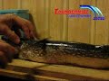 How to Fillet a Northern Pike - Fillet a Northern Pike with No Bones - Pike Cleaning