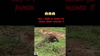 Only A Matter Of Seconds The Komodo Dragon Swallowed It