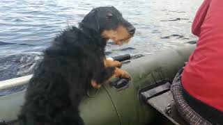 German Jagdterrier