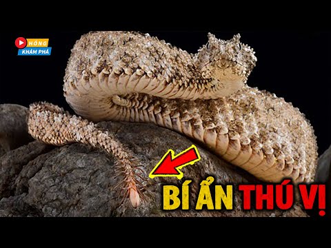Loài rắn độc kỳ lạ nhất thế giới: Dùng đuôi giả làm nhện để săn mồi| Hóng Khám Phá
