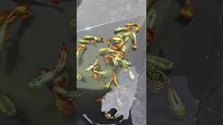 Dòng Cá 7 Màu Rồng Đỏ