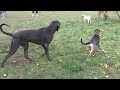 Daisy and Jack @ the dog park 4/17/2010